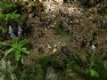 Campanula barbata